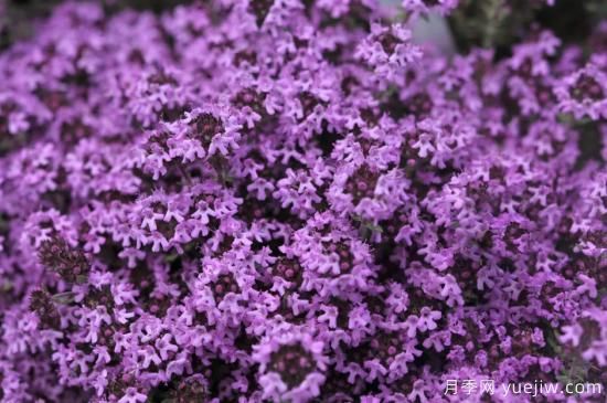 除了地被月季，還有適合在花園種植的20種地被植物(圖5)