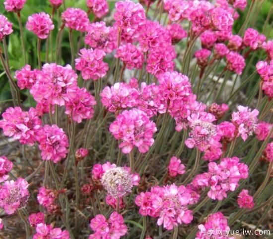 除了地被月季，還有適合在花園種植的20種地被植物(圖6)