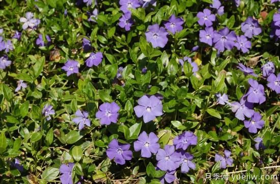 除了地被月季，還有適合在花園種植的20種地被植物(圖9)