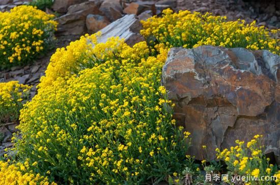 除了地被月季，還有適合在花園種植的20種地被植物(圖10)