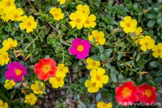 除了地被月季，還有適合在花園種植的20種地被植物(圖16)