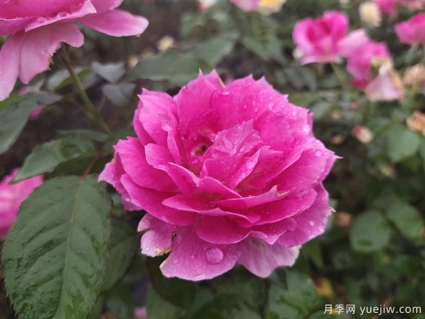 花期長達300天，天方夜譚月季的養(yǎng)護方法(圖2)