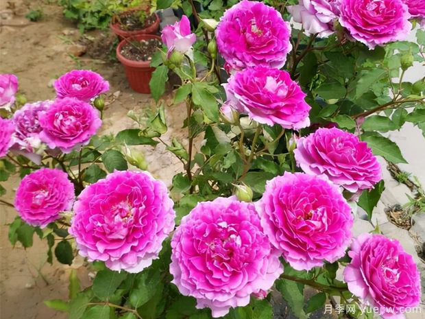 花期長達300天，天方夜譚月季的養(yǎng)護方法(圖3)