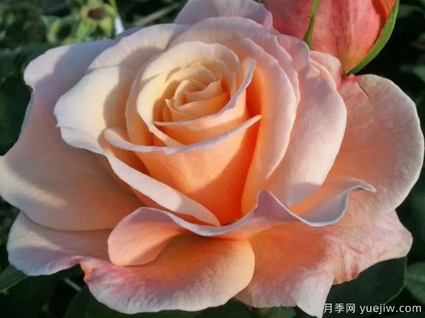 快樂(lè)的一天月季的優(yōu)缺點(diǎn)是什么？(圖1)