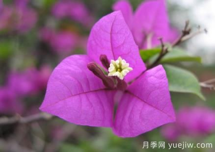 盆栽三角梅怎么修剪？三角梅盆景的修剪方法(圖1)