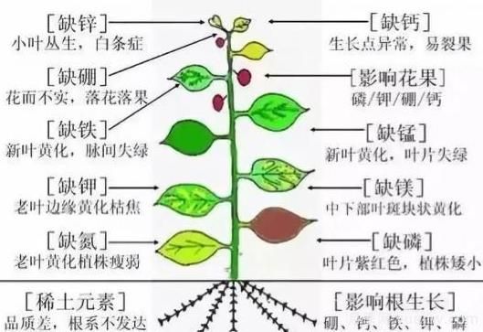 月季底肥如何使用？正確用肥才能讓花長得旺盛(圖2)