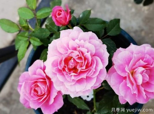 花友網(wǎng)購(gòu)月季有沒被某遷坑過的嗎(圖1)