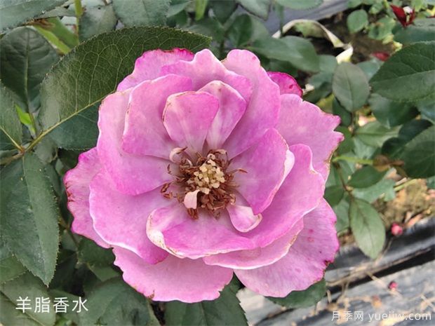 花友淘汰掉的10種月季，缺點多于優(yōu)點，是這樣嗎(圖7)
