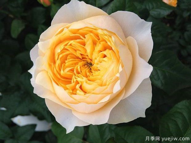 皮實(shí)又貌美的珊瑚心系列，個(gè)個(gè)都很優(yōu)秀(圖2)