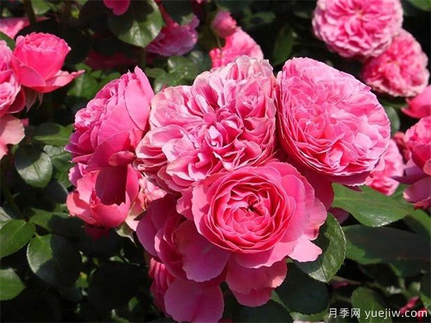 粉達(dá)月季/粉色達(dá)芬奇月季(圖1)