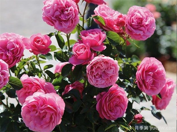 粉達(dá)月季/粉色達(dá)芬奇月季(圖5)