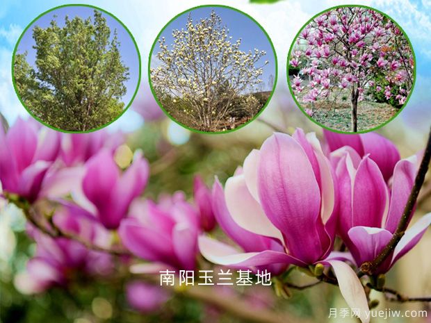 南陽南召：玉蘭樹致富路，家門口的產(chǎn)業(yè)就業(yè)(圖1)