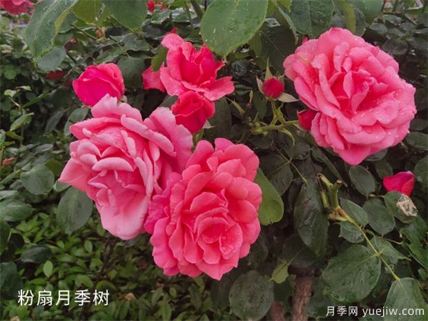 中國(guó)月季為什么打不過(guò)歐月甚至比不過(guò)日本月季？(圖1)