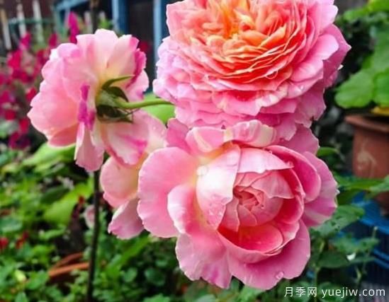 入秋養(yǎng)月季推薦5個(gè)品種，耐熱耐寒抗性強(qiáng)開花美(圖5)