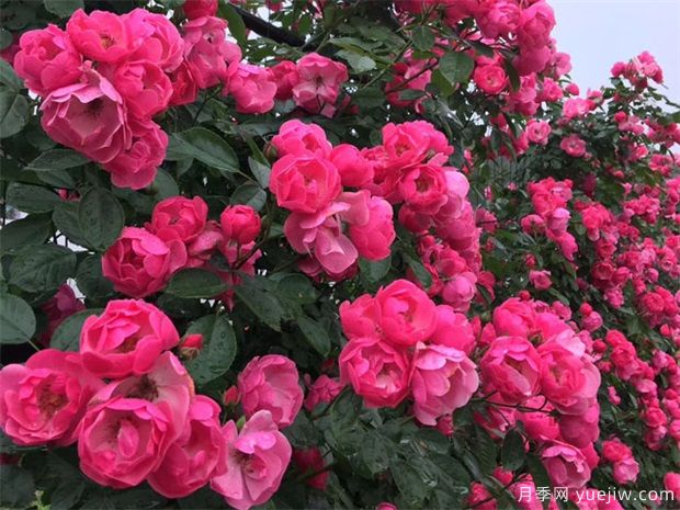 綠籬，讓你的花園與眾不同！(圖1)