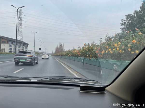 紅從容和黃從容，杭州中河高架嚴冬里開出爆美月季(圖1)