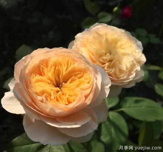 真宙月季和朱麗葉月季的區(qū)別，優(yōu)缺點一目了然(圖3)