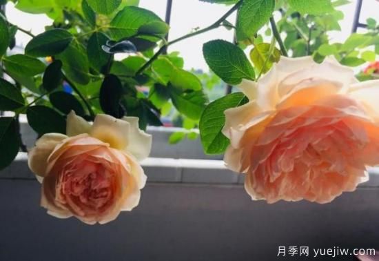 真宙月季和朱麗葉月季的區(qū)別，優(yōu)缺點一目了然(圖4)