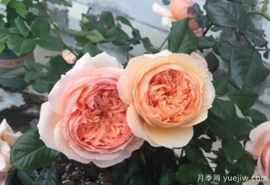 真宙月季和朱麗葉月季的區(qū)別，優(yōu)缺點一目了然(圖6)