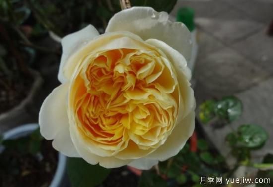 真宙月季和朱麗葉月季的區(qū)別，優(yōu)缺點一目了然(圖9)