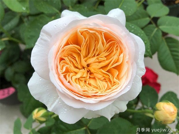 近三年***受花友喜愛的月季品種排名榜，屬實(shí)嗎(圖2)
