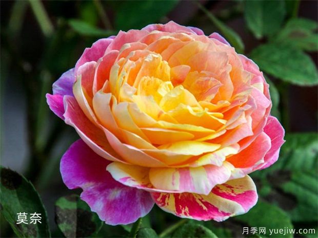 近三年***受花友喜愛的月季品種排名榜，屬實(shí)嗎(圖3)