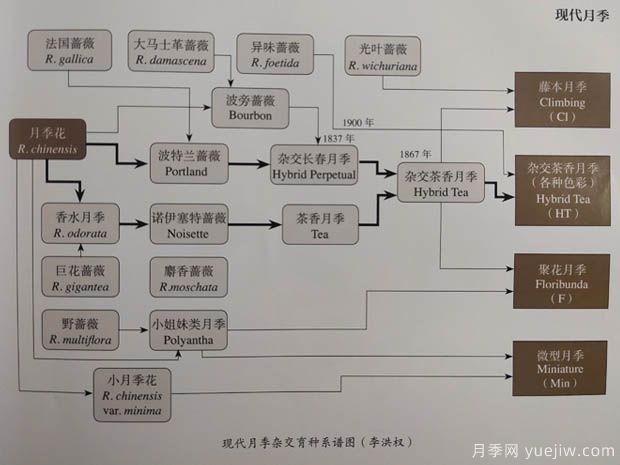 中國月季對世界的貢獻(xiàn)(圖1)
