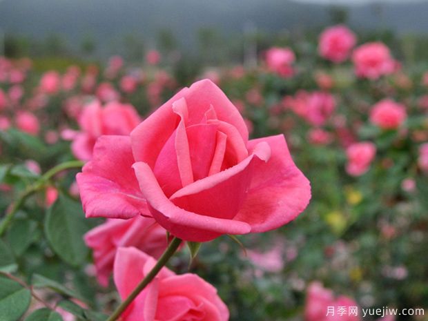 月季簡(jiǎn)介，月季繁育和養(yǎng)護(hù)方法，延長(zhǎng)月季花期的措施(圖2)