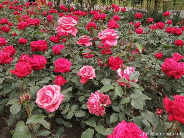 月季簡(jiǎn)介，月季繁育和養(yǎng)護(hù)方法，延長(zhǎng)月季花期的措施(圖3)