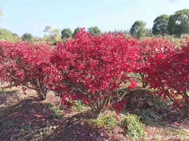 想通過(guò)彩葉苗木賺錢，哪些苗木品種***暢銷(圖1)