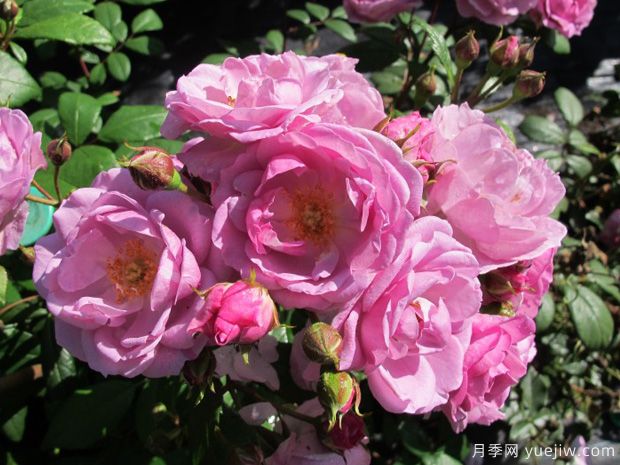丁香花束月季的優(yōu)缺點是什么？(圖1)