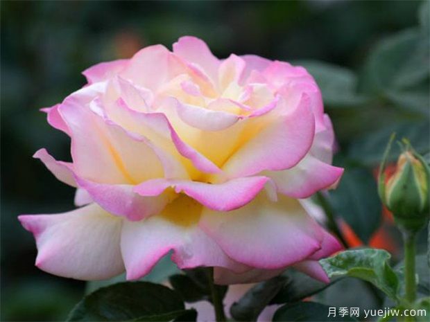 如何在冬季管理好月季？做好4件事(圖1)
