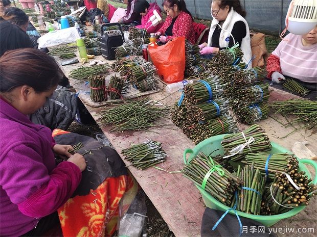 南陽臥龍區(qū)發(fā)展月季花經濟 培育花卉產業(yè)致富路(圖1)
