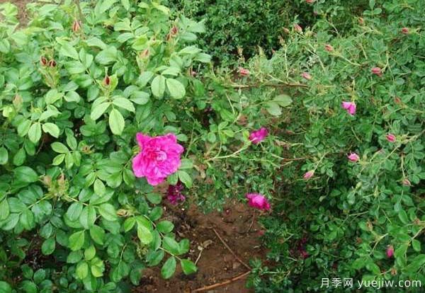 食用玫瑰品種有哪些？8個(gè)品種介紹(圖2)