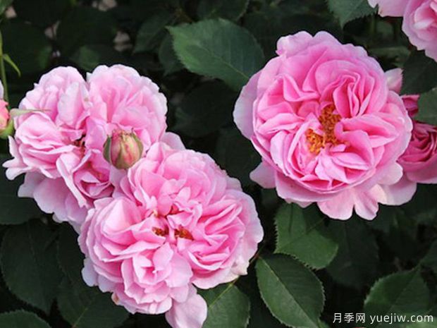 養(yǎng)月季需要肥水修剪治蟲，葉繁花多(圖1)