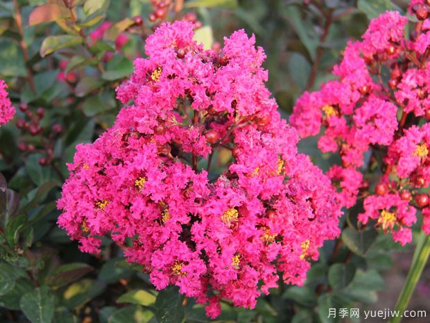 紫薇，養(yǎng)殖紫薇花的5大要點(diǎn)(圖1)