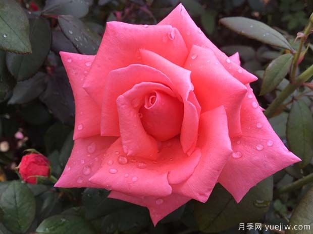 阿曼達(dá)路易絲月季的優(yōu)缺點(diǎn)是什么？(圖1)