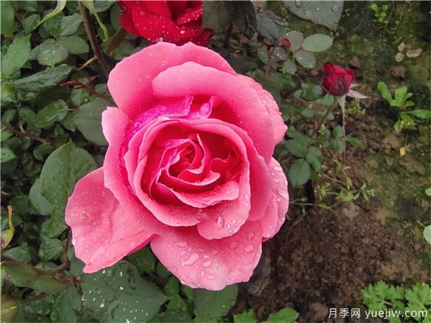 薔薇、月季、玫瑰被稱作“薔薇三姐妹”，對嗎(圖1)