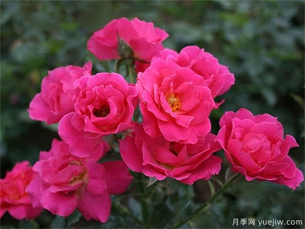 玫瑰花有幾種？栽植哪種好？ 哪種玫瑰花好(圖1)