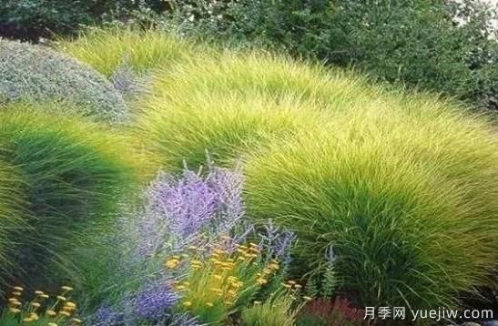 如何把觀賞草設(shè)計應(yīng)用到園林栽培中去？(圖1)