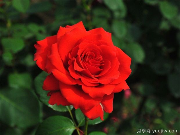 月季花的品種有多少？月季品種優(yōu)選及應(yīng)用研究(圖1)