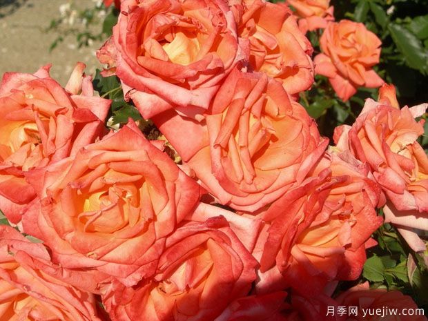金沙玫瑰月季的優(yōu)缺點(diǎn)是什么？(圖1)
