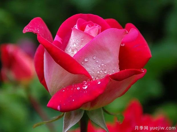 月季葉片發(fā)黃干枯怎么辦，如何準(zhǔn)確分辨進(jìn)行挽救(圖1)