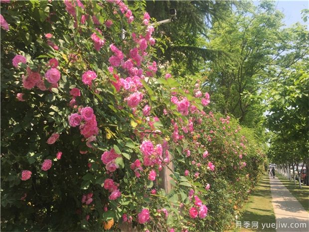 藤本月季為什么不開花的5個(gè)原因(圖1)