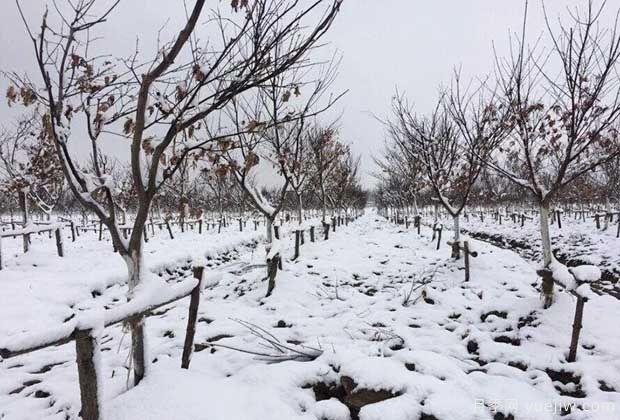 大雪天氣下怎樣保護(hù)苗木？(圖1)