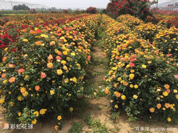 球形灌木怎樣賣出高價(jià)？月季花球受綠化喜愛(ài)(圖1)