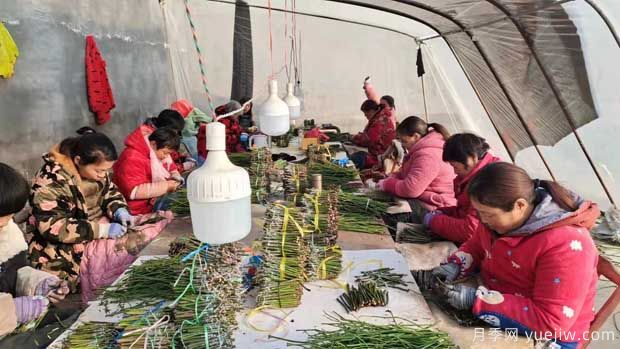 南陽(yáng)方城：3000巾幗冬季忙 嫁接插花繡明天 (圖1)