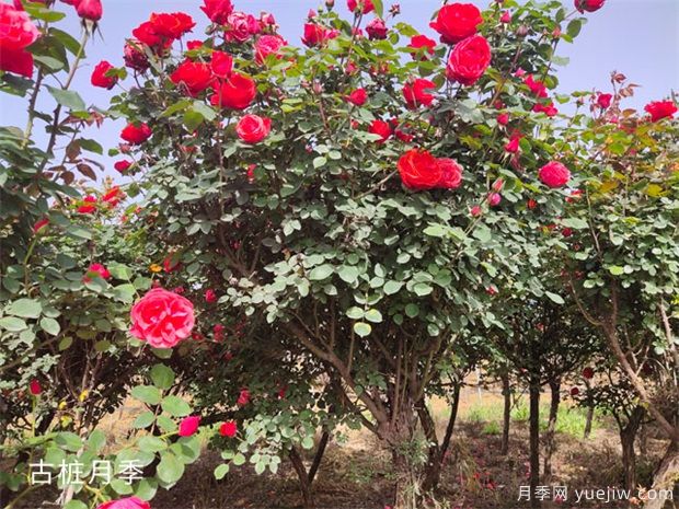 月季開花后怎么澆水施肥，平常養(yǎng)護(hù)應(yīng)注意什么(圖1)