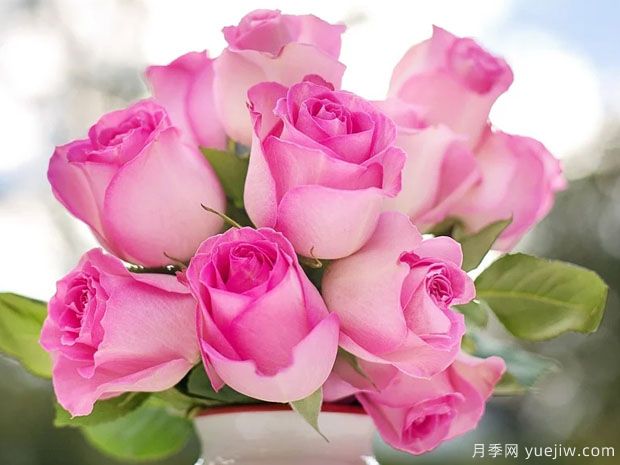 玫瑰花和月季花有什么區(qū)別？(圖1)