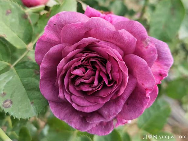 月季花有哪些品種？不同顏色月季花代表有哪些？(圖1)